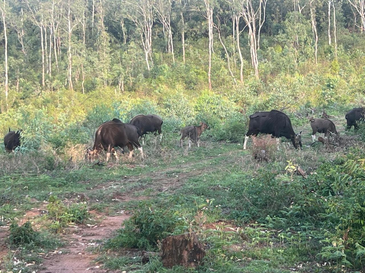 The Clover Resorts Yercaud Luaran gambar